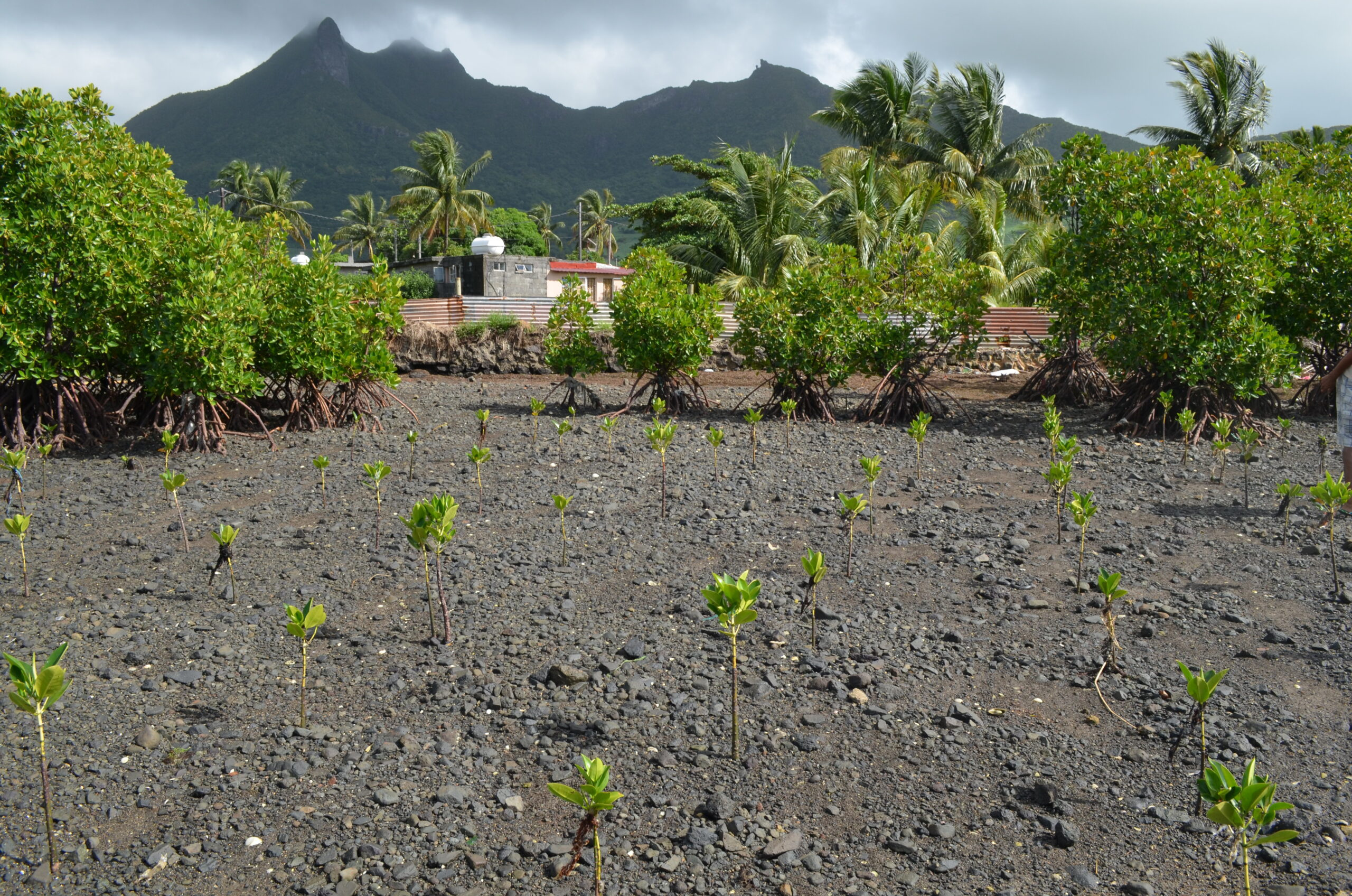 20,000 Mangroves Strong