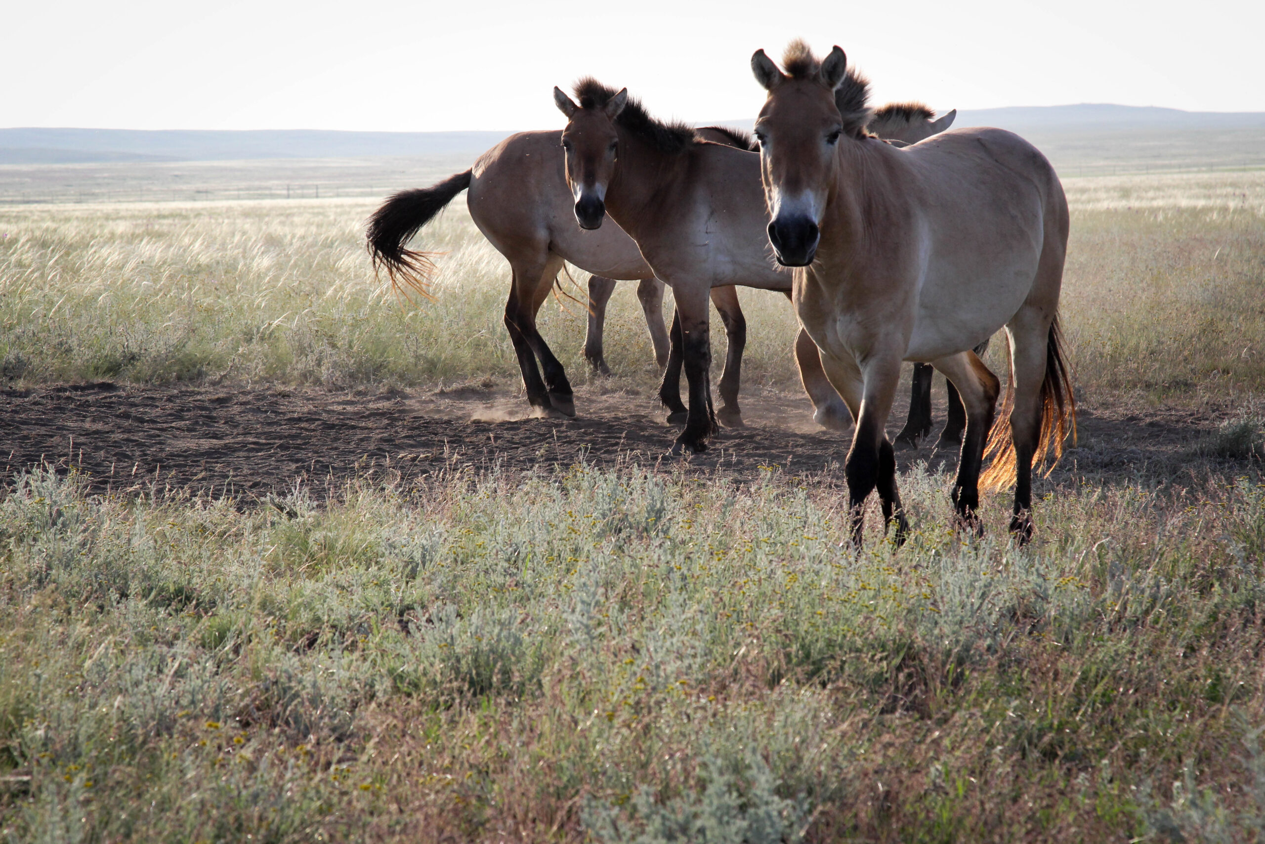 Chevaux Sauvages, Le Retour à La Steppe Russe